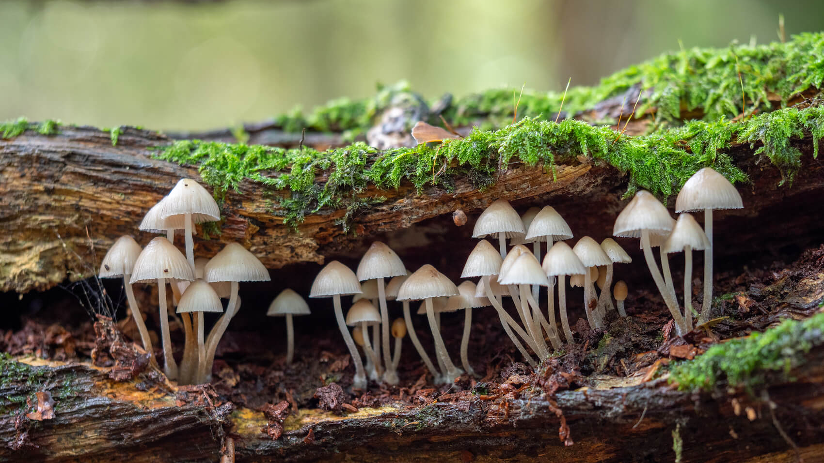 White Mushroom. Photo: Stephan Morris