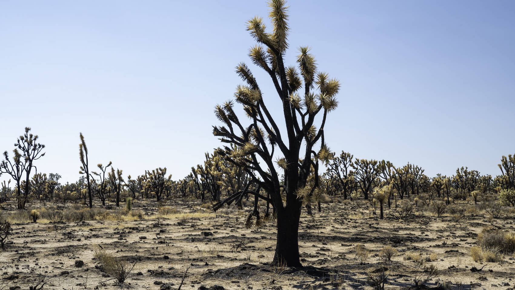 Remains of one of world's largest Joshua Tree forests after the Dome Fire in California's Mojave National Preserve. Blackened stumps and dead trees.