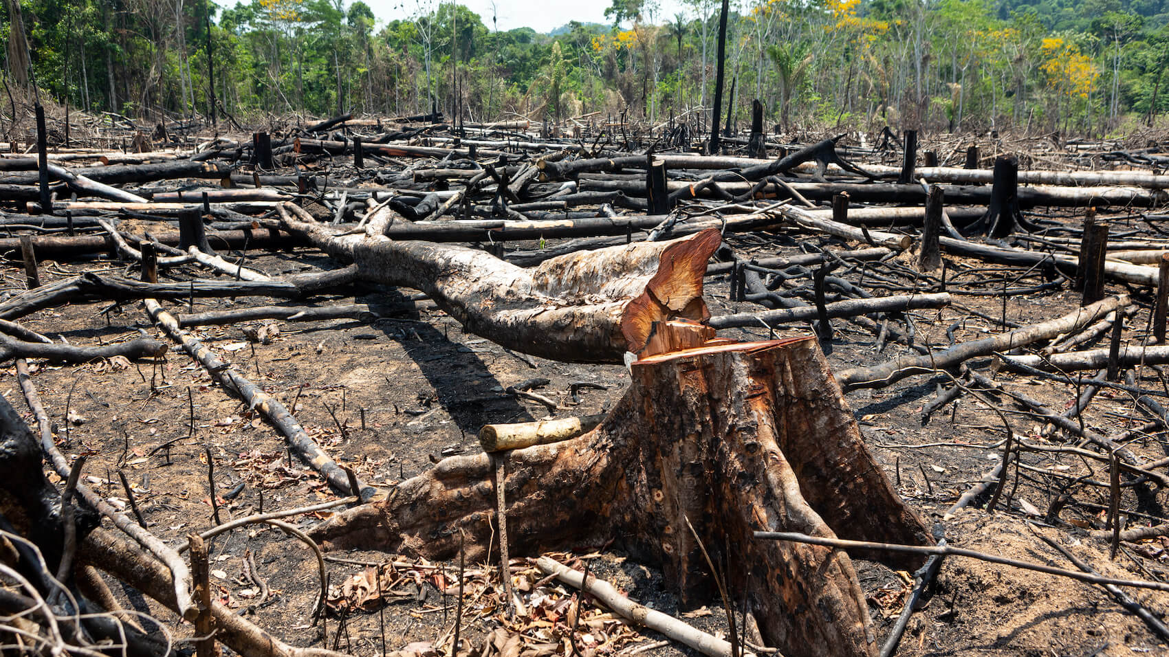 Illegal deforestation to make land for agriculture and cattle pasture in Para, Brazil.